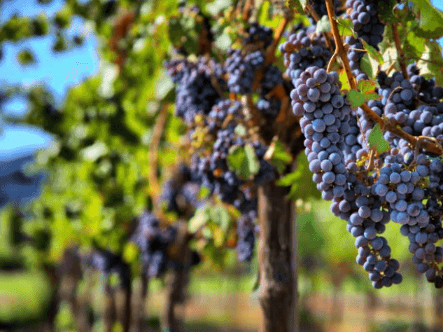 Red Wine Grapes Used By Portuguese Wine Makers